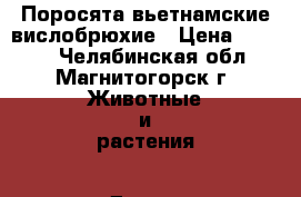 Поросята вьетнамские вислобрюхие › Цена ­ 1 500 - Челябинская обл., Магнитогорск г. Животные и растения » Другие животные   